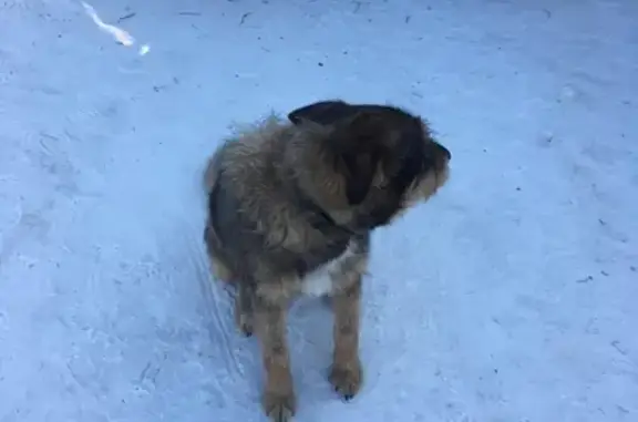 Потерянные животные Новокузнецк, фото: Пропала собака на Балочном тупике в Новокузнецке