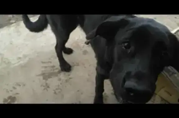 Собака найдена в селе Акбердино (Республика Башкортостан)