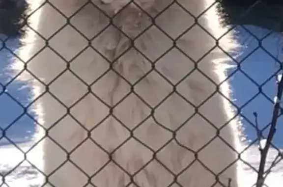 Собаки потеряшки, Колтушское, фото: Потеряшка собака в деревне Токкари, белая, 1 год