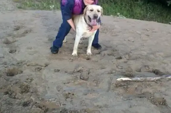 Пропала собака в Сыктывкаре: Ефратик, с укусом на ушке и клеймом на лапке.