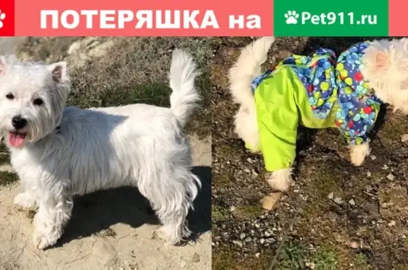 Пропала собака КЭТТИ в Кузнецком районе, Новокузнецкий район.