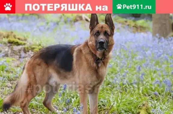Найдена собака в Нижней Ельцовке без ошейника