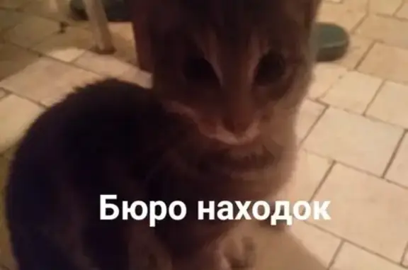 Найдена кошка на Дзержинского 4 (Ягры) в Архангельске