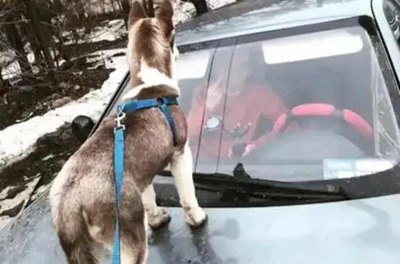 Пропала собака Садам в Энгельсе, центр