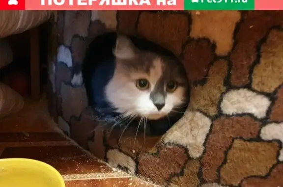 Найдена кошка с ошейником в Ковчеге, Санкт-Петербург