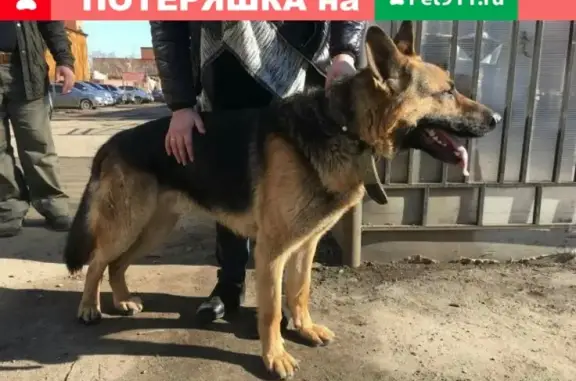 Найдена собака на ул. Пушкина в Пензе