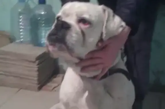Найдена собака на парковке Метро в Новороссийске [id197143304]