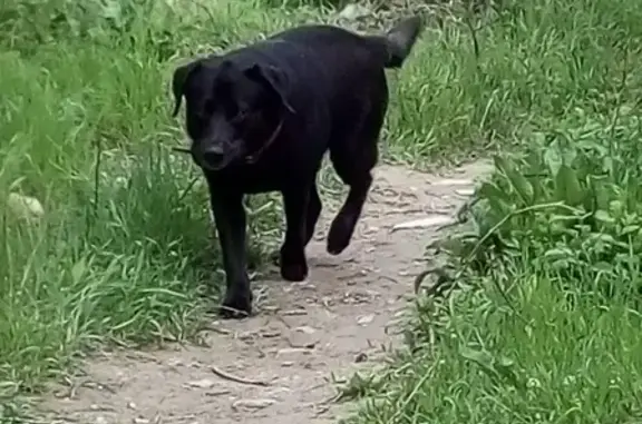 Найдена собака на ул. Днестровской, Новороссийск