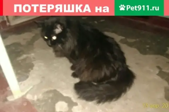 Найден черный кот в Ленинском районе, ищем хозяев