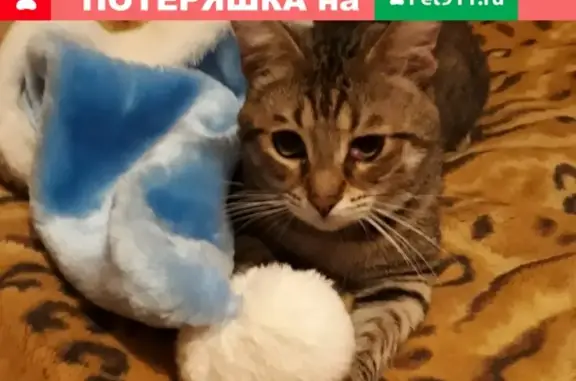Пропала кошка Боня, ул. Гагарина 8, Гатчина