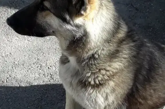 Найдена собака на ул.Смирнова, Томск