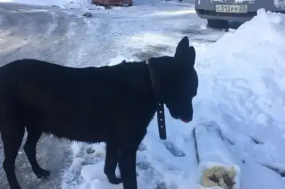 Найдена собака возле дома на Попова