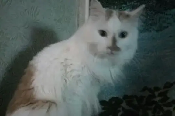 Кошки потеряшки, Курган, фото: Потеряшка кот Боси возле детского мира, дом 13а, Курган