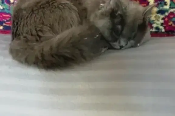 Кошки потеряшки, город Кяхта, фото: Потеряшка кот Марсель в районе ДРСУ и военной прокуратуры, Кяхта