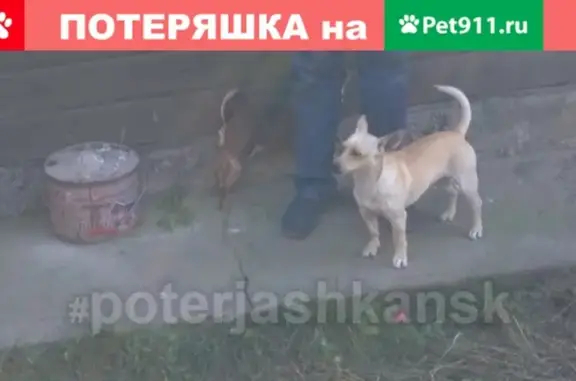 Пропала собака в п. Юный Ленинец, контакты Наталья и Максим.