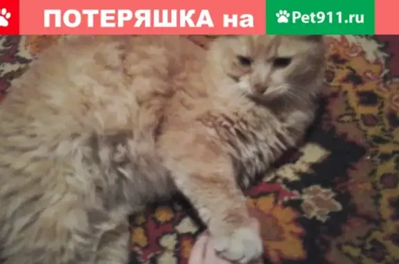 Найден ручной котик на ул. Гражданская, Коломна!