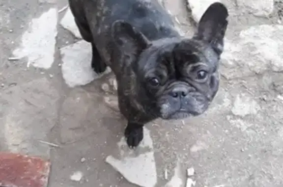 Пропала собака в Ставрополе, нужна помощь