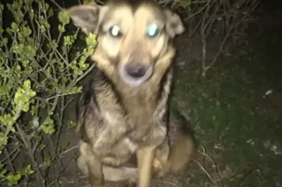 Найдена собака на Пролетарская-Университетская, ищем хозяев