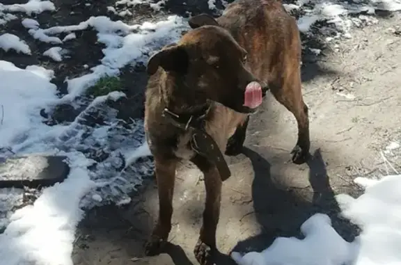 Найдена собака на Водопроводной улице.