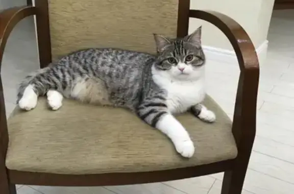 Кошки потеряшки, Нижегородка, фото: Потеряшка кот Васька в Нижегородке