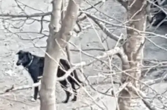 Найдена собака с ошейником в Петропавловске-Камчатском