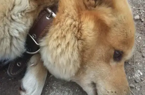 Пропала собака Шарик в Ишимбае