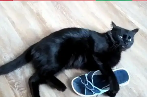 Пропала кошка в Октябрьском: Кличка ПУХ, черный с коричневым подшерстком.