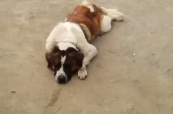 Пропала собака Барин в Краснолесье, Екатеринбург