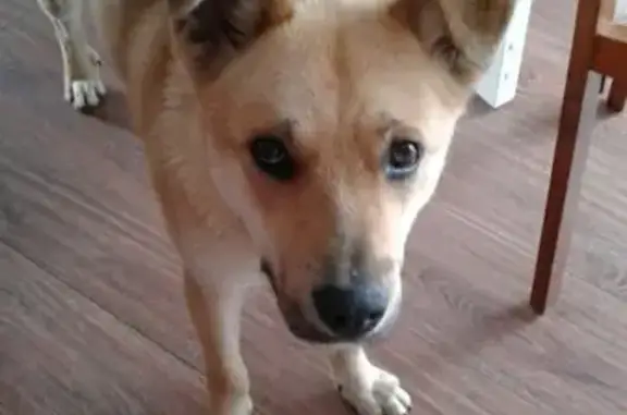 Найдена собака в Новороссийске, ищем хозяина!