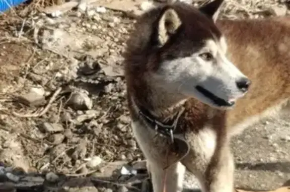 Найдена собака похожая на хаски в Беляниново, Московская область
