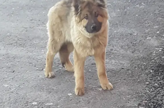 Найдена пугливая собака в Павловском Посаде