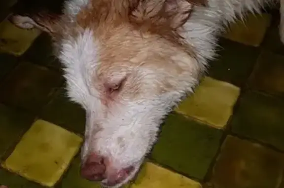 Найдена собака с сломанной лапой в Белебее, ищем хозяев.