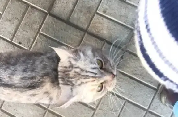 Найден кот в Казани, 6 квартал