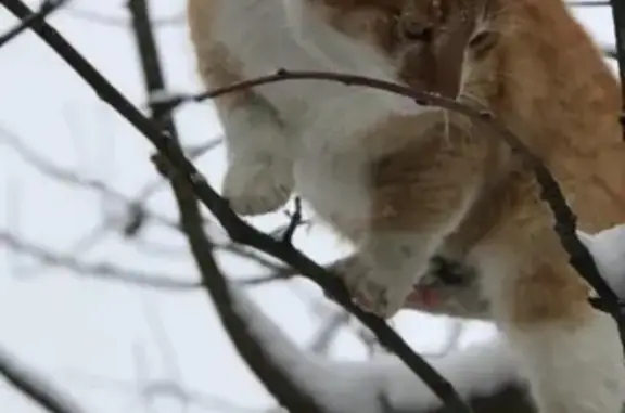 Пропал кот Вася в Вахитовском районе, Калуга - помогите найти!