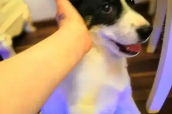Найден щенок ЖЕЛЕЗКА на Ветлужской