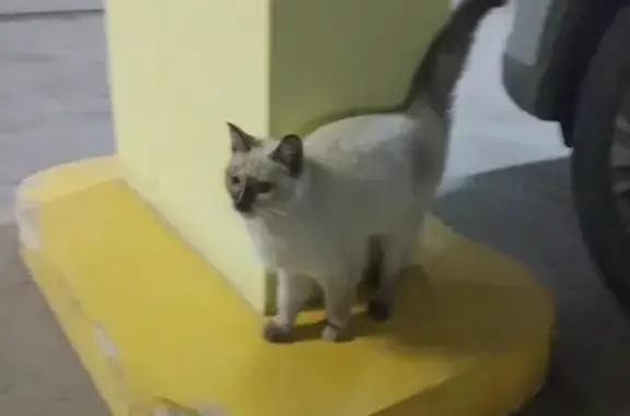 Найдена красивая кошка в Сургуте