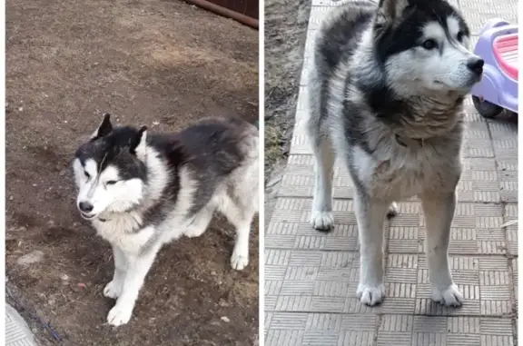 Пропала собака Цезарь в деревне Верея, Жуковский