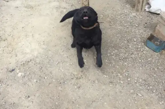 Найдена собака в Кош-Агаче, Республика Алтай