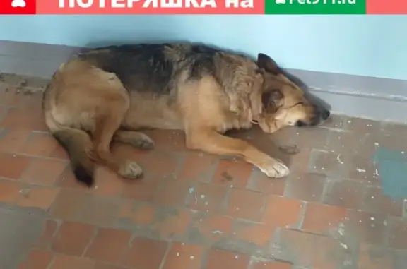 Найдена умная собака в Одесской, лицей 36