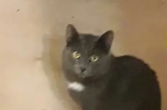 Кошки потеряшки, Курган, фото: Потеряшка кот на ул. Достоевского 59, г. Курган, возраст 8 мес.