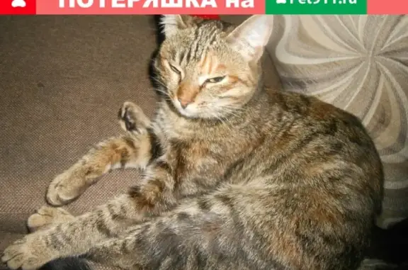 Потерянные животные Северное, фото: Пропала кошка в поселке Северный, Курганская область