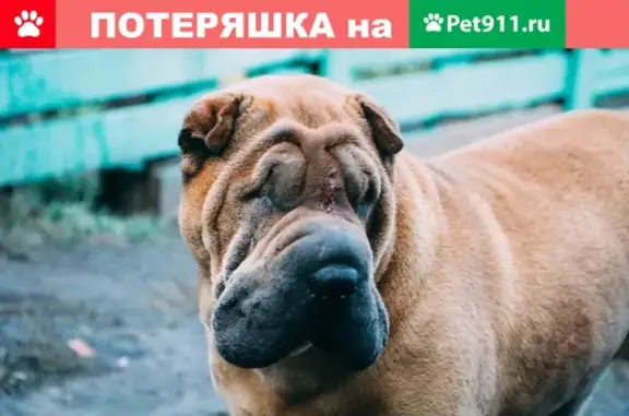 Пропала собака Боня в Кузнецке!