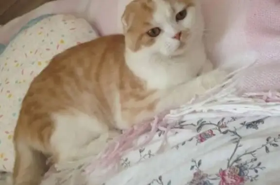 Кошки потеряшки, Тамбов, фото: Потеряшка кот в Тамбове, помогите найти!