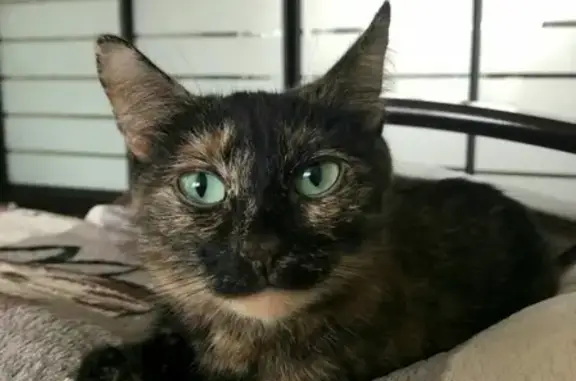 Найдена стерилизованная кошка в Набережных Челнах