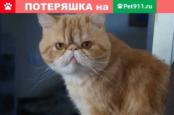 Пропала кошка КОТ ЭКЗОТ в Калининграде