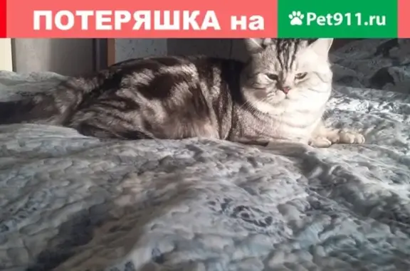 Пропал кот Тима в Коноплянках, Волжск, Россия