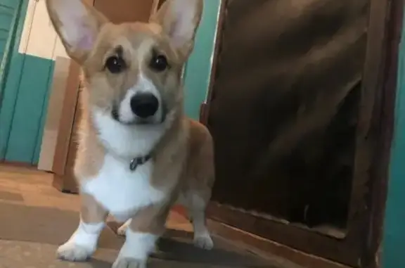 Собаки потеряшки, Тверь, фото: Потеряшка собака Гарри в Пролетарском районе, Тверь.