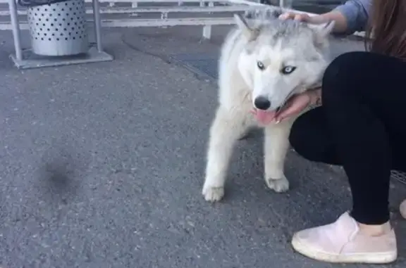 Найдена маленькая собака в Набережных Челнах
