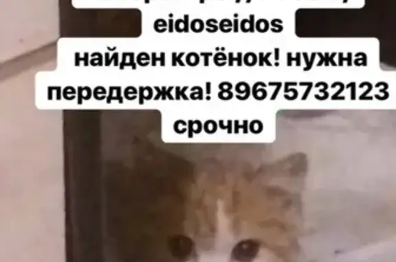 Найден котёнок в Красноярске - нужна передержка!