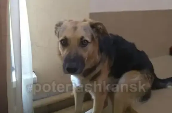 Пропала собака на улице Большой, Ленинский район